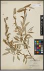 Foto von Salix alba L.